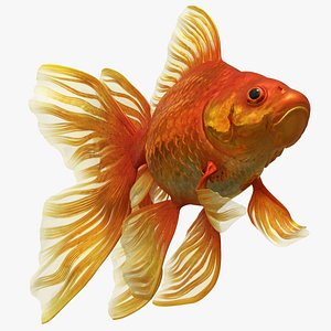 Fantail Goldfish Swimming Animated Rigged For Maya