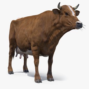3D real time red cow