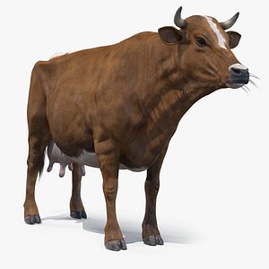Red Milch Cow PBR
