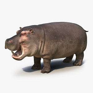 3d hippopotamus 2 model