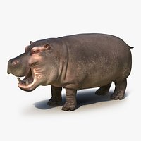 Hippopotamus 2