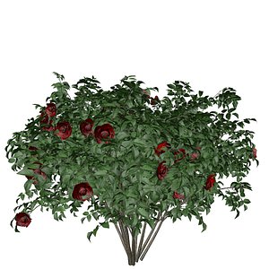 Red Rose Bush - 04 -