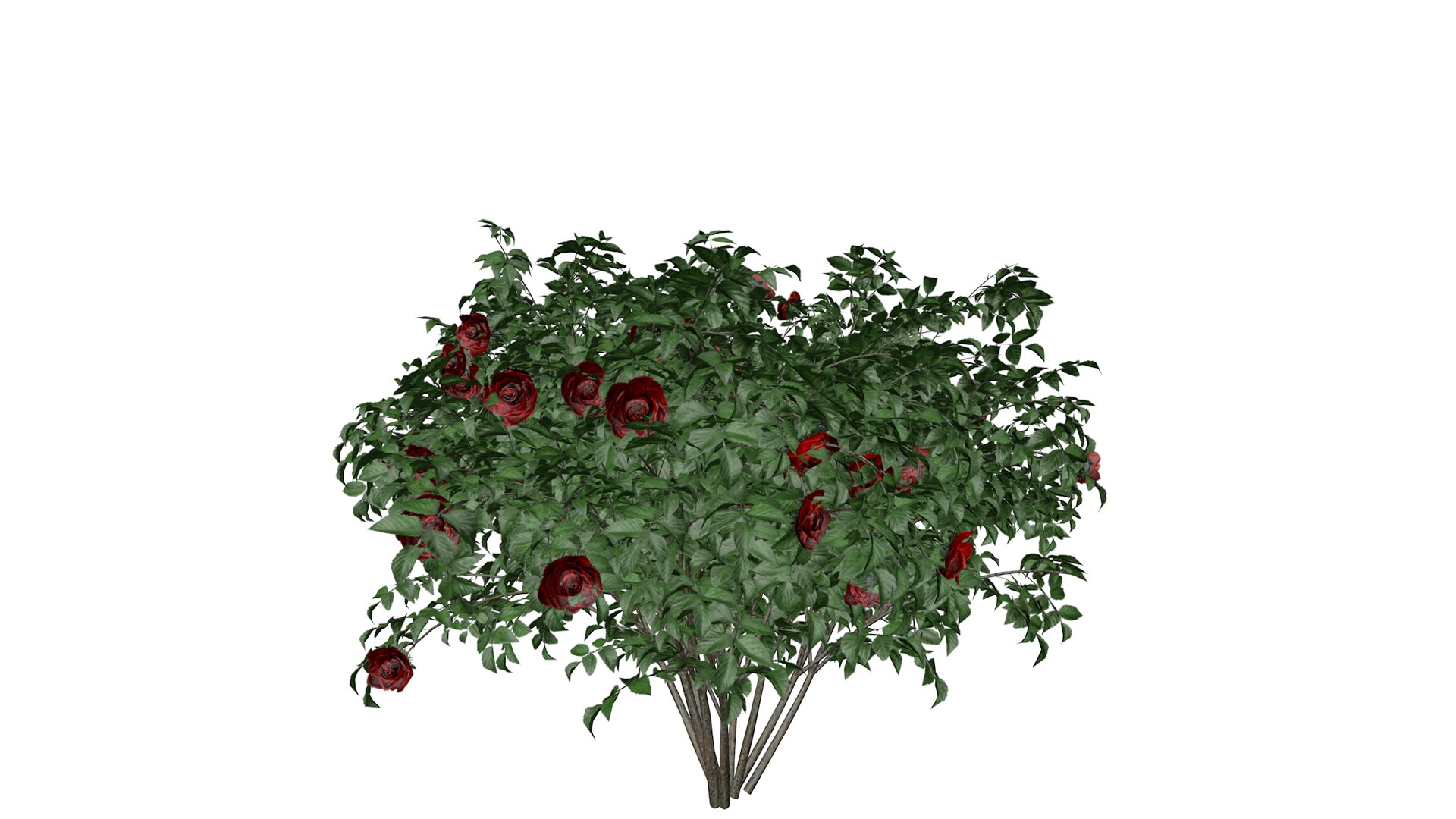 3D Red Rose Bushes Plant Collection https://p.turbosquid.com/ts-thumb/D3/ITSzZ4/sB/redrose_bush_04_030/png/1785617325/1920x1080/fit_q87/5dfec40bfb4997f3ed5ab94ba36d9c1f4d4e924b/redrose_bush_04_030.jpg