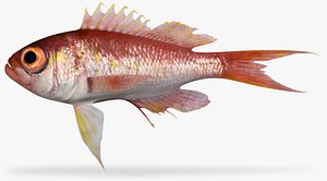3D bigeye bass model
