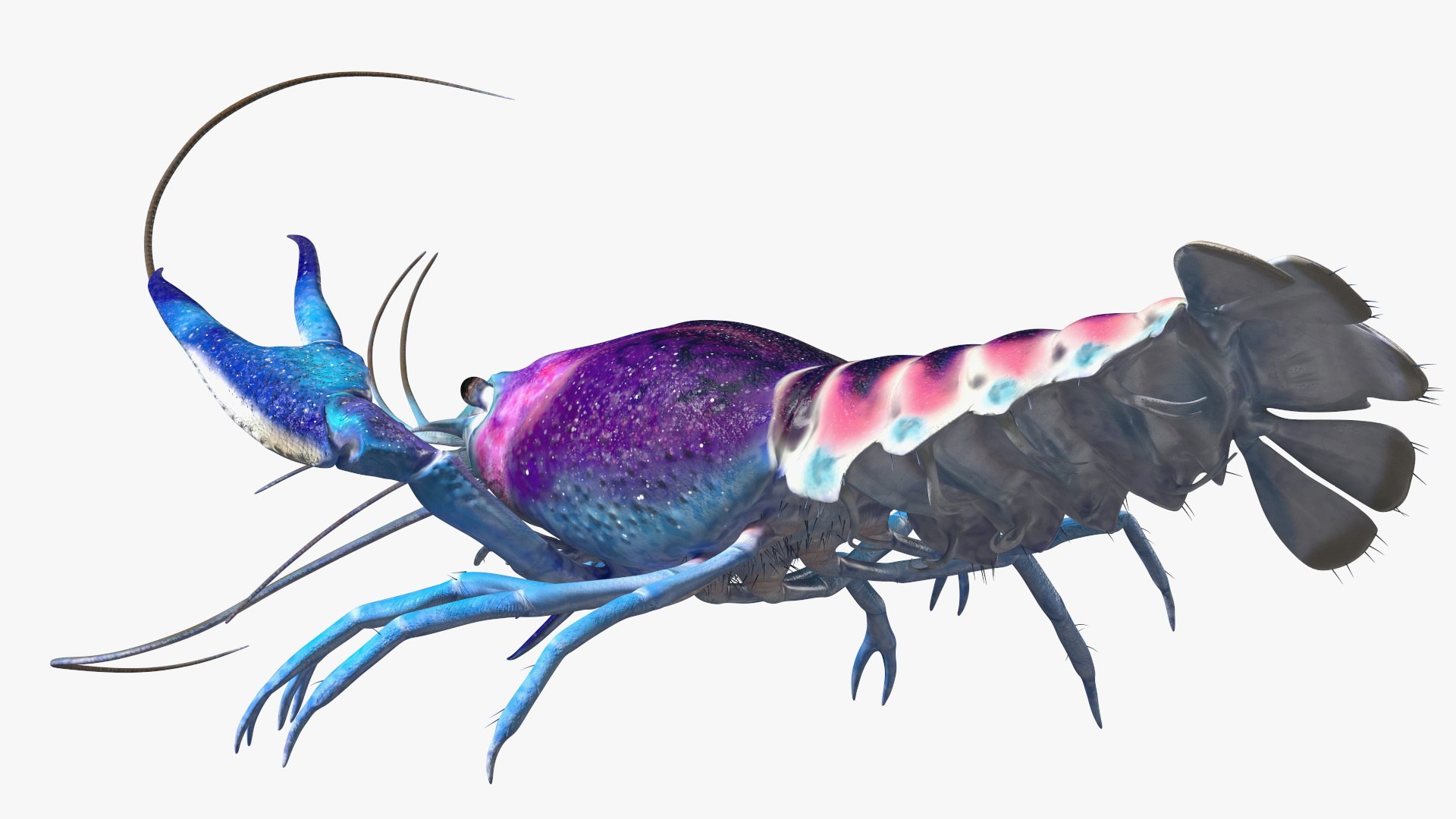 Blue Crayfish Rigged 3D Model - TurboSquid 2163579