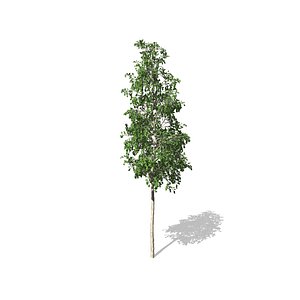 aspen tree 3D model