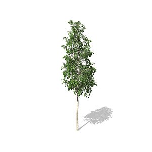 European Aspen tree