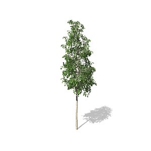 European Aspen tree