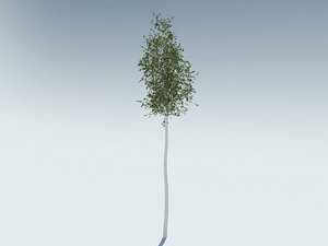 Tree aspen