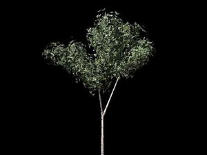 free birch tree 3d model