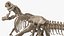 Tyrannosaurus Rex with Skeleton Fossil Rigged Collection for Cinema 4D