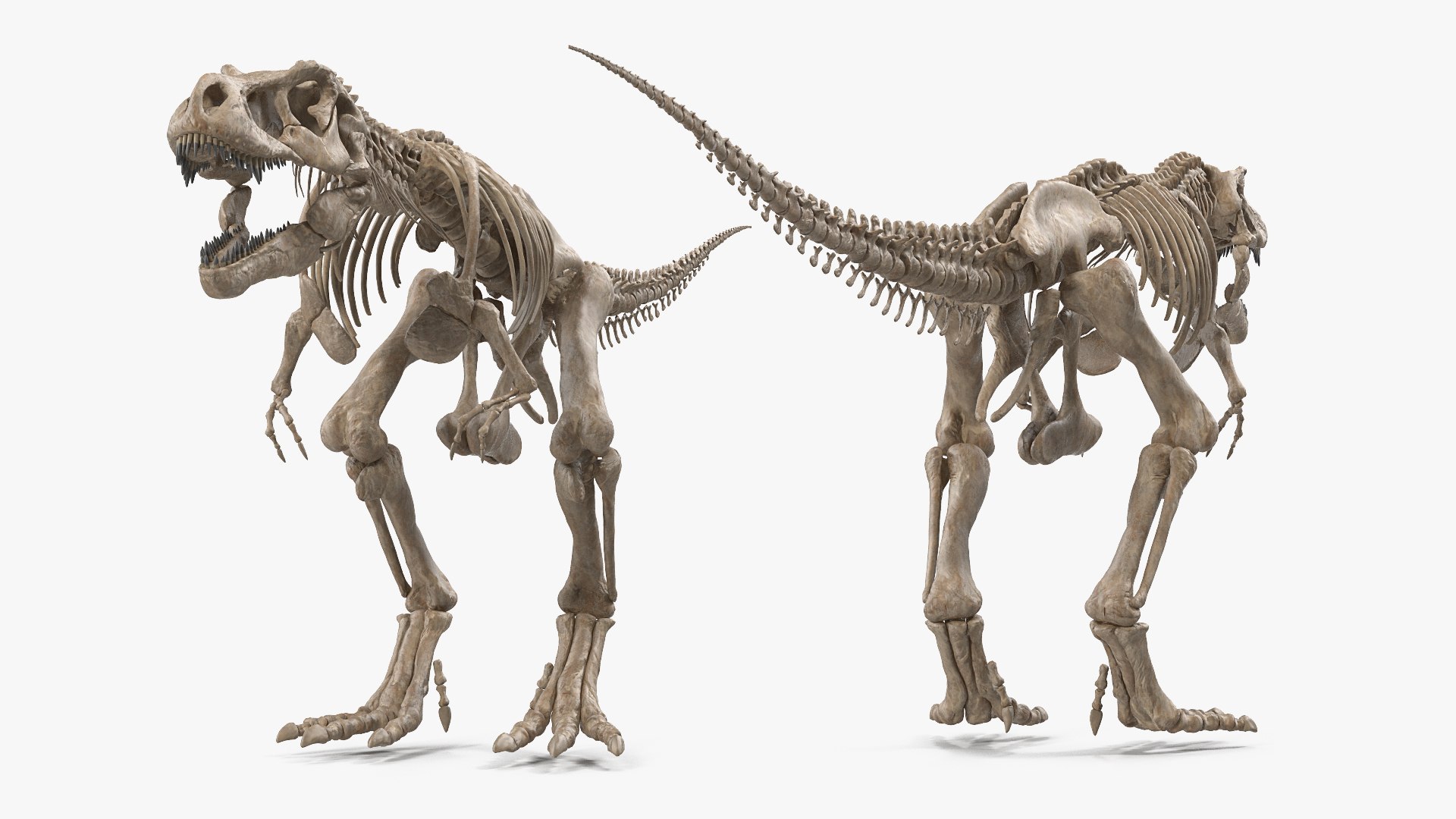 tyrannosaurus rex skeleton fossil 3D https://p.turbosquid.com/ts-thumb/D3/XNMOUs/OQAa2hCI/tyrannosaurusrexwithskeletonfossilriggedcollection3dmodel009/jpg/1575646970/1920x1080/fit_q87/939b04d5b48a20f89684d2eabf3bf9e2ce6be2b9/tyrannosaurusrexwithskeletonfossilriggedcollection3dmodel009.jpg