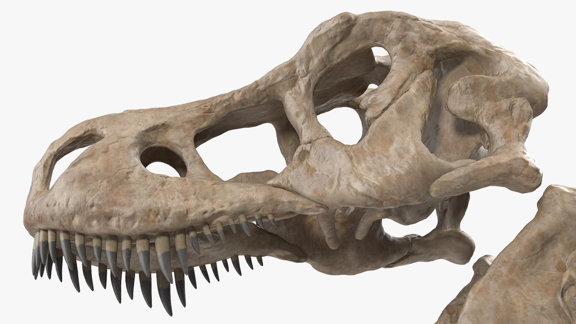 tyrannosaurus rex skeleton fossil 3D https://p.turbosquid.com/ts-thumb/D3/XNMOUs/T9ZYpl1c/tyrannosaurusrexwithskeletonfossilriggedcollection3dmodel015/jpg/1575646976/1920x1080/fit_q87/78577718672eb1a87ff54a78ad26cebd0d0bca7d/tyrannosaurusrexwithskeletonfossilriggedcollection3dmodel015.jpg