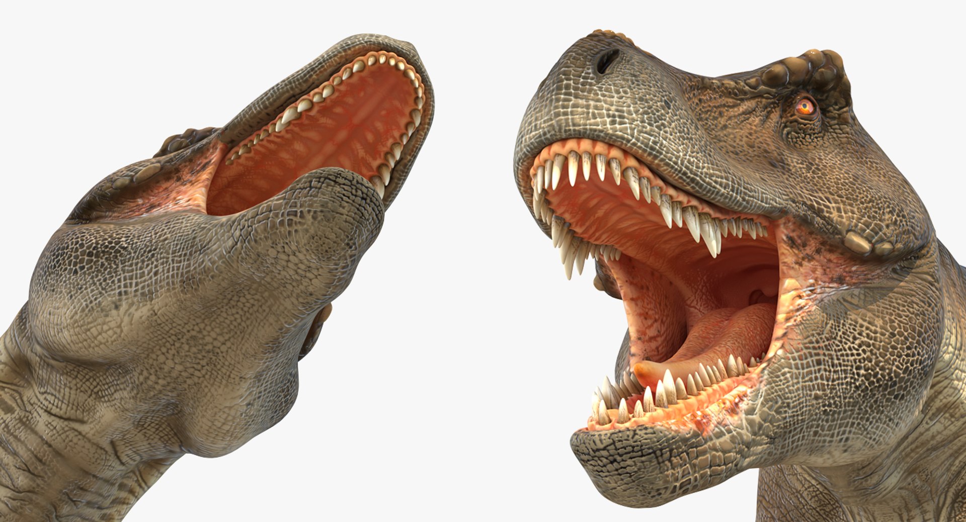 tyrannosaurus rex skeleton fossil 3D https://p.turbosquid.com/ts-thumb/D3/XNMOUs/atUoEyM3/tyrannosaurusrexwithskeletonfossilriggedcollection3dmodel026/jpg/1575646986/1920x1080/fit_q87/c1fac48f4ddd614c1177d68bcd667d9cb238bf47/tyrannosaurusrexwithskeletonfossilriggedcollection3dmodel026.jpg