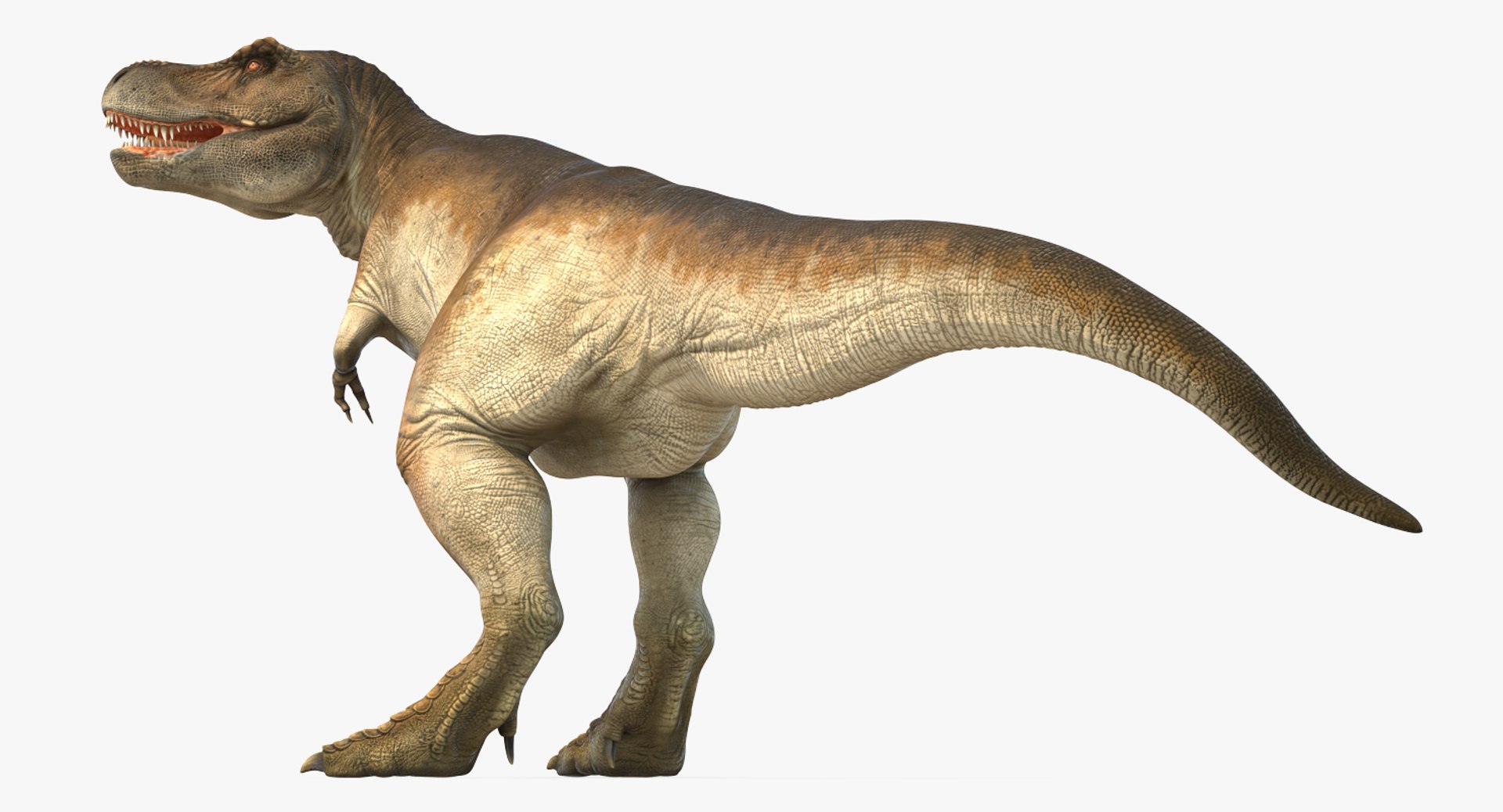 tyrannosaurus rex skeleton fossil 3D https://p.turbosquid.com/ts-thumb/D3/XNMOUs/dOSQG626/tyrannosaurusrexwithskeletonfossilriggedcollection3dmodel018/jpg/1575646978/1920x1080/fit_q87/74bd8ec6dd5528132057a21fe437b5e2d0685695/tyrannosaurusrexwithskeletonfossilriggedcollection3dmodel018.jpg