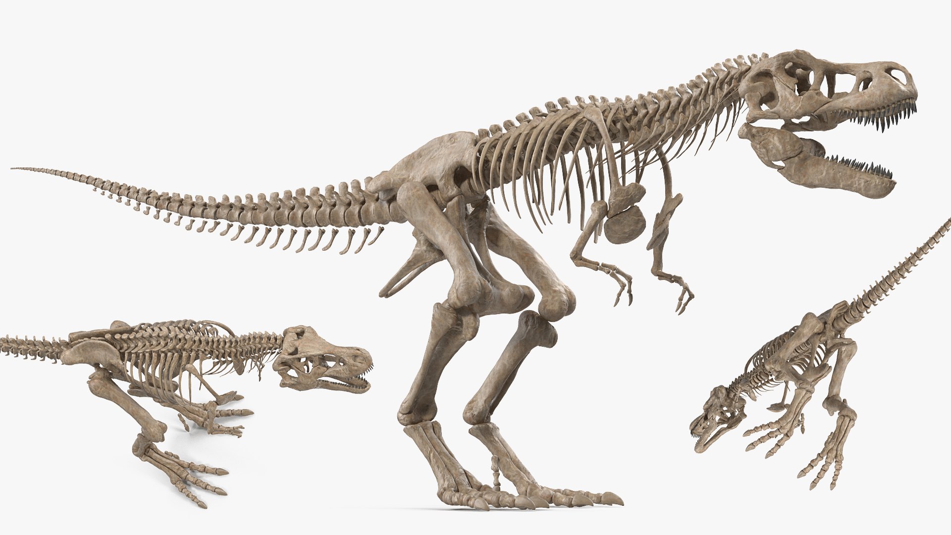 tyrannosaurus rex skeleton fossil 3D https://p.turbosquid.com/ts-thumb/D3/XNMOUs/dsc7Co0F/tyrannosaurusrexwithskeletonfossilriggedcollection3dmodel008/jpg/1575646969/1920x1080/fit_q87/c1f32c6d2d8975f64ab83106655ca177cb64f0e3/tyrannosaurusrexwithskeletonfossilriggedcollection3dmodel008.jpg