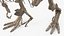 Tyrannosaurus Rex with Skeleton Fossil Rigged Collection for Cinema 4D