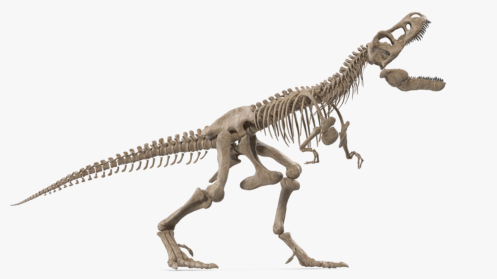 tyrannosaurus rex skeleton fossil 3D https://p.turbosquid.com/ts-thumb/D3/XNMOUs/sWBxbZky/tyrannosaurusrexwithskeletonfossilriggedcollection3dmodel006/jpg/1575646968/1920x1080/fit_q87/8c0a8df6d9c2c54f48c2785ad6128cf3a4602d5e/tyrannosaurusrexwithskeletonfossilriggedcollection3dmodel006.jpg