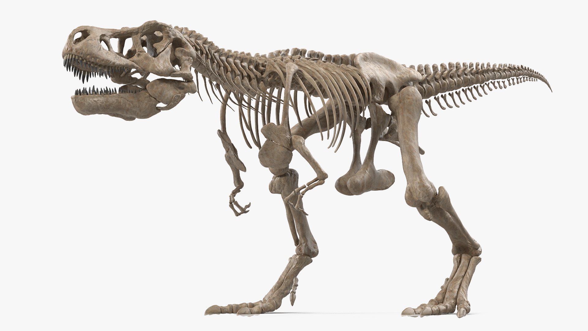 tyrannosaurus rex skeleton fossil 3D https://p.turbosquid.com/ts-thumb/D3/XNMOUs/ukFXPZd4/tyrannosaurusrexwithskeletonfossilriggedcollection3dmodel007/jpg/1575646969/1920x1080/fit_q87/93d17f2bab6de615723d9715fec5eb75d9ac75e3/tyrannosaurusrexwithskeletonfossilriggedcollection3dmodel007.jpg