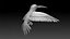 colibri hummingbird