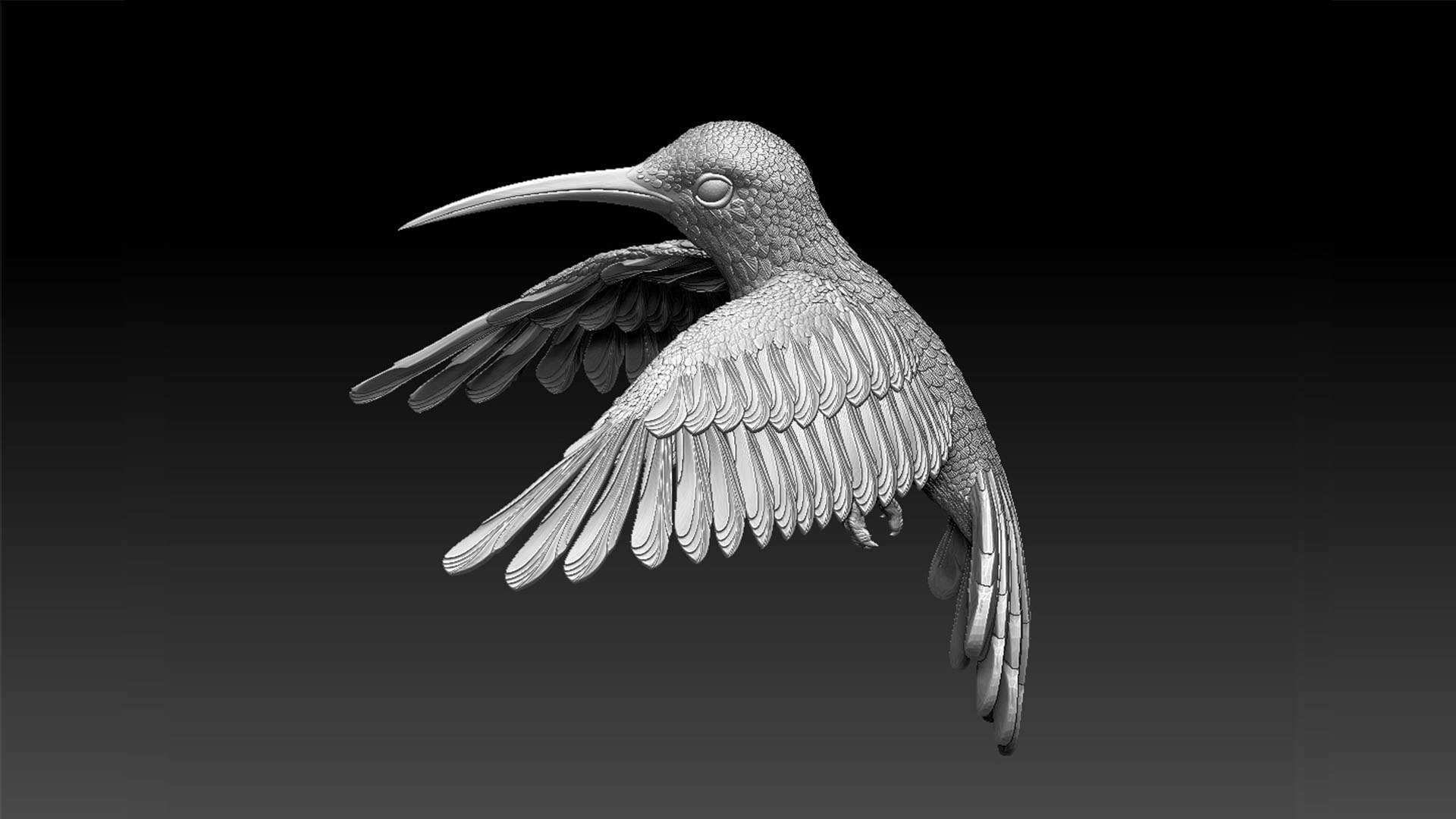 Colibri Hummingbird 3D Model - TurboSquid 1957578