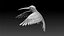 colibri hummingbird