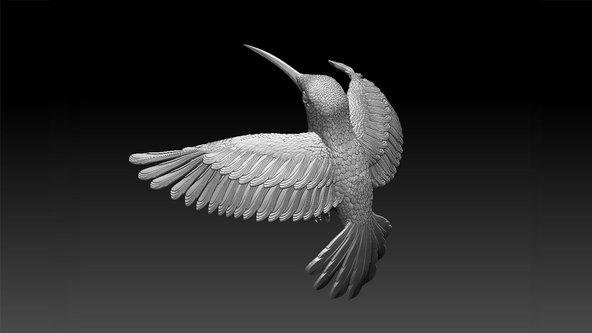 Colibri Hummingbird 3D Model - TurboSquid 1957578