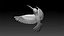 colibri hummingbird
