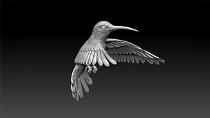 colibri hummingbird 3D model