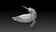 colibri hummingbird