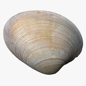 8K Oval Shell 3D