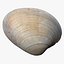 8K Oval Shell