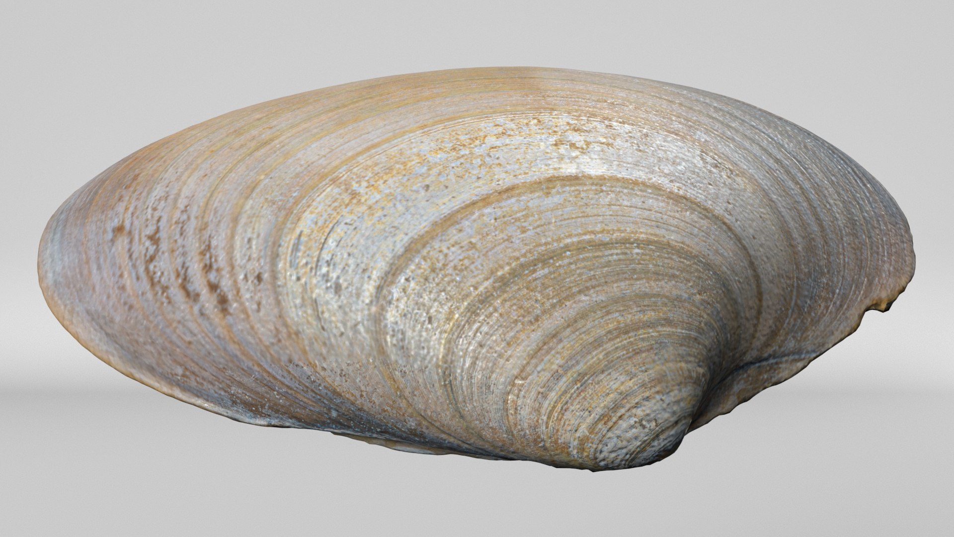 8K Oval Shell 3D https://p.turbosquid.com/ts-thumb/D3/d7lir1/Ih/render3/jpg/1764954685/1920x1080/fit_q87/8ba965e3393d68a4ec02e60057f83d3952a8ce37/render3.jpg