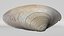 8K Oval Shell