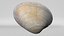 8K Oval Shell