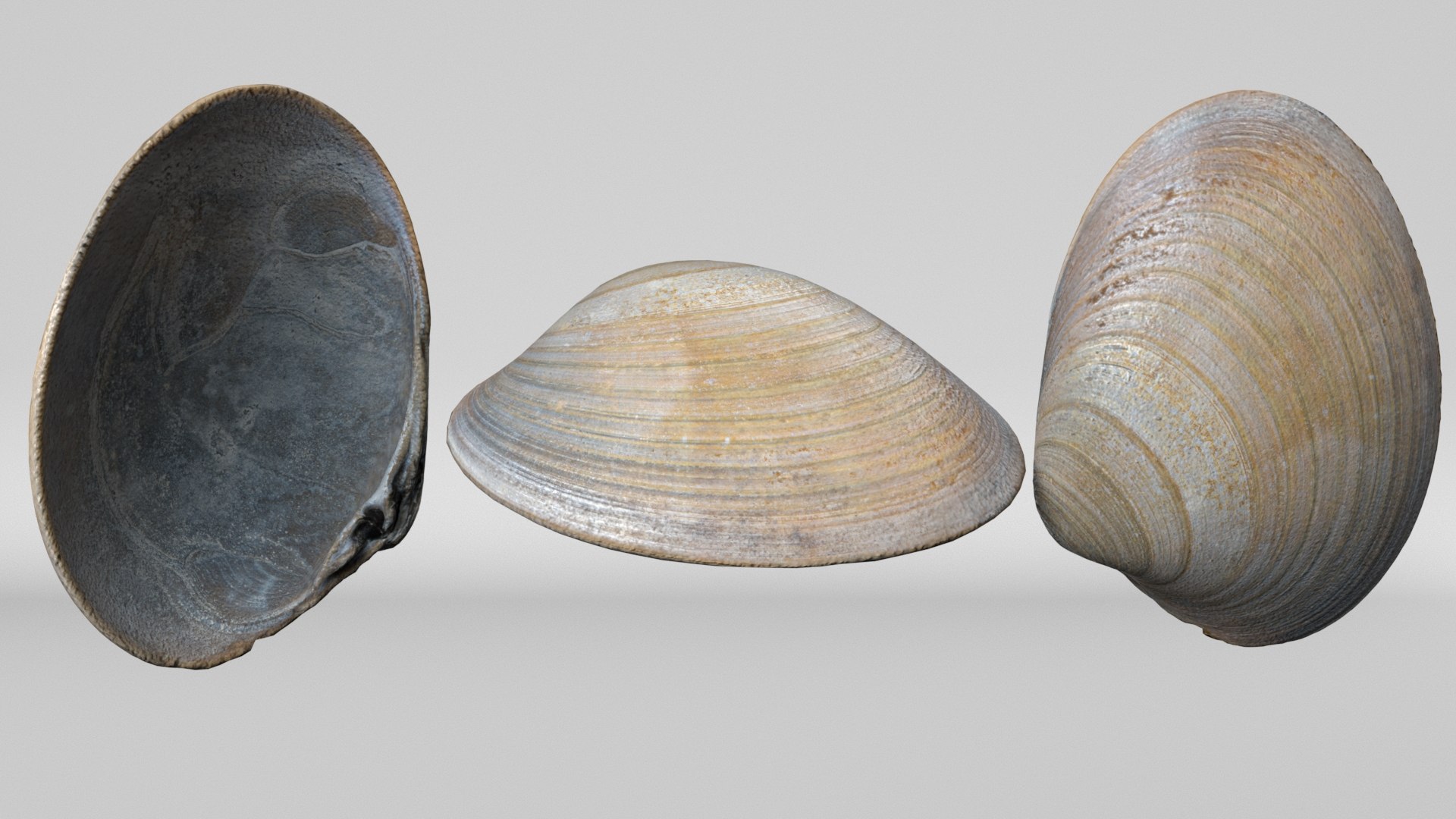8K Oval Shell 3D https://p.turbosquid.com/ts-thumb/D3/d7lir1/i2/render1/jpg/1764954684/1920x1080/fit_q87/9858a0ebcb026ac88da7128bc7e4ff0624ef1333/render1.jpg