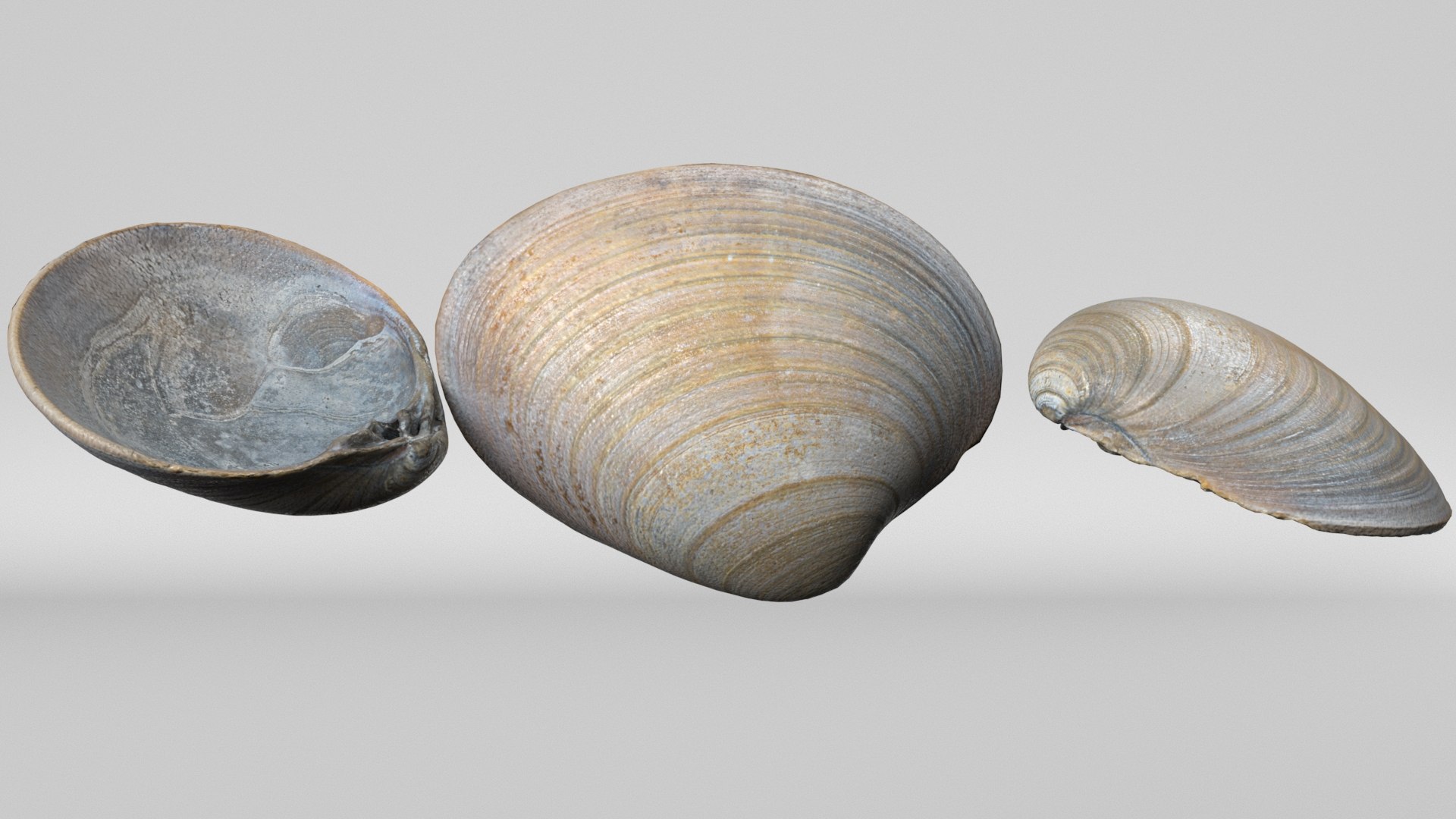 8K Oval Shell 3D https://p.turbosquid.com/ts-thumb/D3/d7lir1/r6/render2/jpg/1764954685/1920x1080/fit_q87/b4c8093ce488e2947f0366ac40d445af94f6fffd/render2.jpg