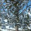 snowtree5