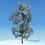 snowtree5