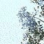 snowtree5