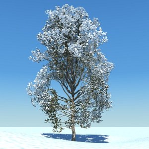 3d model snow tree
