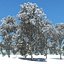 snowtree5