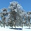 snowtree5