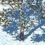 snowtree5