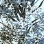 snowtree5