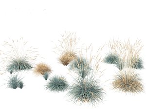Helictotrichon sempervirens - Blue oat grass 01 3D model
