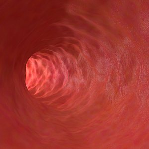 blood vessel 3D model