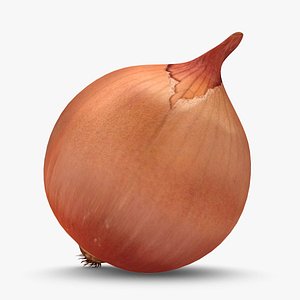 3d model onion used