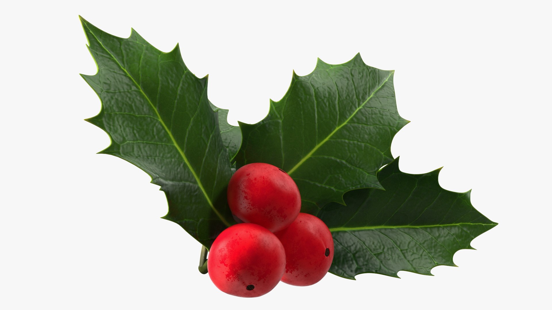 3D Isolated Holly Berry With Leaves https://p.turbosquid.com/ts-thumb/D3/mk7uN4/47/isolatedhollyberrywithleaves3dsmodel009/jpg/1684958668/1920x1080/fit_q87/1bd1cd836c16bbb1e0ff0b4fd794db5a3ddfb374/isolatedhollyberrywithleaves3dsmodel009.jpg