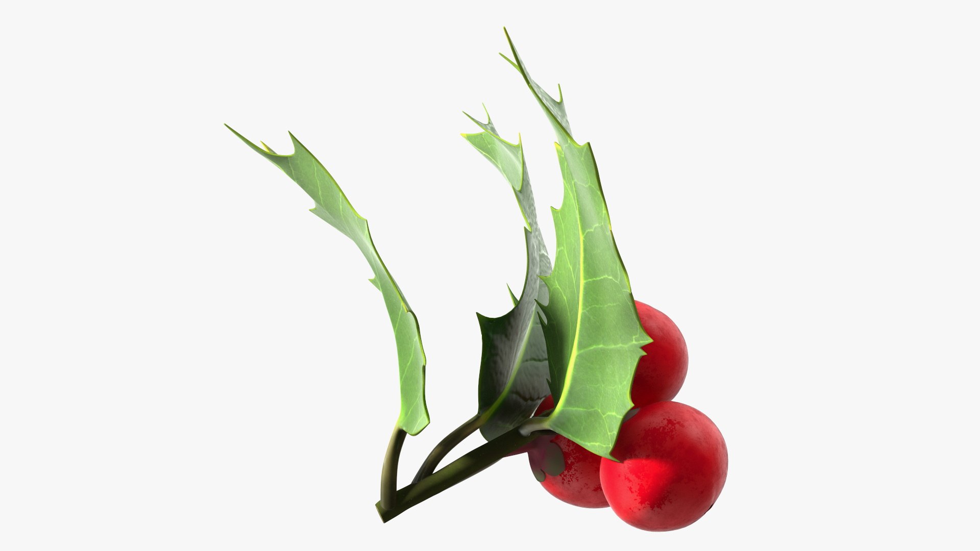 3D Isolated Holly Berry With Leaves https://p.turbosquid.com/ts-thumb/D3/mk7uN4/dW/isolatedhollyberrywithleaves3dsmodel010/jpg/1684958672/1920x1080/fit_q87/249024c664a82c2831c7617e38607e0cc17192f2/isolatedhollyberrywithleaves3dsmodel010.jpg
